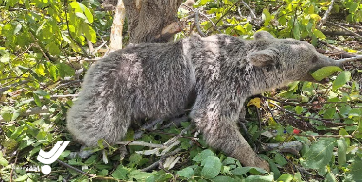 نجات خرس قهوه‌ای گرفتار شده در تله