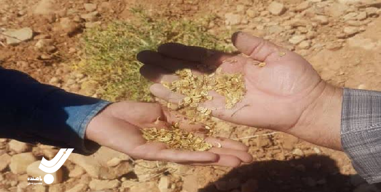 کاشت بوته و‌ گیاه به جای حبس برای دو متهم تخریب منابع طبیعی 