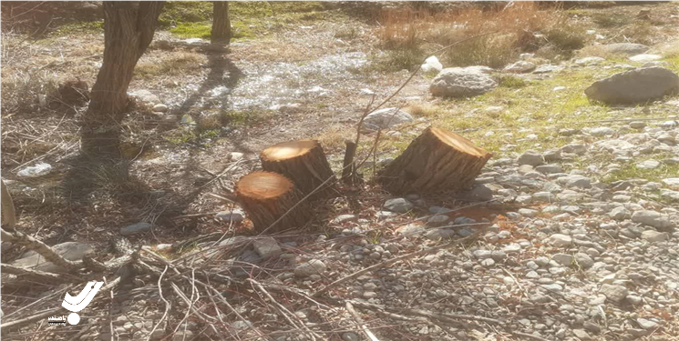 شناسایی متخلف قطع درختان بلوط در روستای میر غضب شهرستان بویراحمد 
